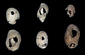 Prehistoric shells,Aurignacian culture