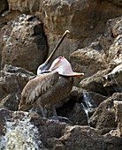 Brown pelican