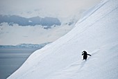 Chinstrap penguin on a snow-covered slope