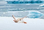 Leucistic gentoo penguin