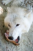 Gray wolf biting a bone