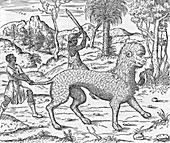 Ethiopian animal,16th century