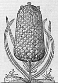 Pineapple,16th century