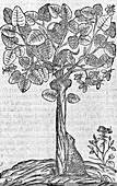 South American tree,16th century