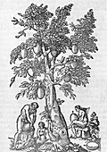 South American tree,16th century