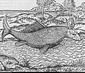 Mythical water creature,16th century
