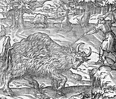 Hunting bison,16th century