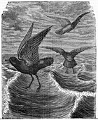 Storm petrels at sea,19th century