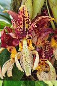 Stanhopea oculata