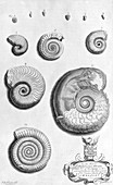 Ammonite fossils,18th century