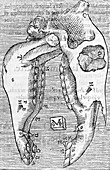 Horse's skull,16th century