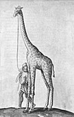 Captive giraffe,17th century