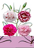 Carnations (Dianthus sp.)