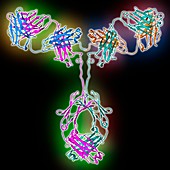 Immunoglobulin G antibody molecule