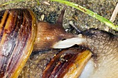 Giant African land snails mating,Ecuador