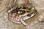 Cane toad,Ecuador