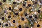 Tree-frog frog spawn