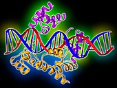 Pit-1 transcription factor bound to DNA