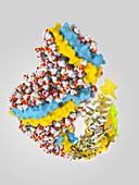 Cholesteryl ester transfer protein