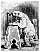 Performing bears,1893