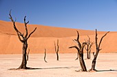 Dead Vlei,Namibia
