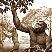 Paranthropus aethiopicus,artwork