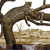 Early hominid killed by a leopard