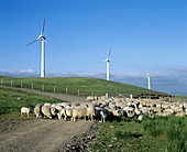 Wind turbines and sheep