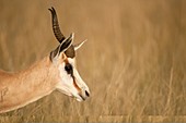 Springbok in grassland