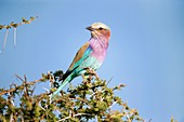 Lilac-breasted roller in a thorn bush