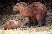 Capybara suckling