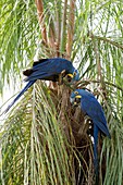 Hyacinth macaws feeding