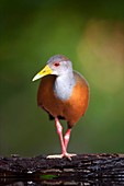 Grey-necked wood rail by water