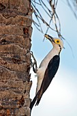 White woodpecker feeding