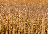 American bittern