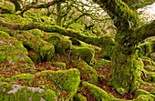 Oak woodland on Dartmoor