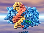 DNA and methyltransferase complex