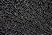 Cow gut leather