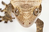 New Caledonian crested gecko