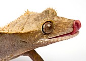 New Caledonian crested gecko