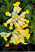 Cowslip (Primula veris)