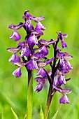 Anacamptis morio