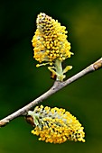 Grey Willow (Salix cinerea)