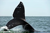 Grey whale diving