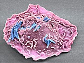 Macrophage engulfing TB bacteria,SEM