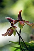 Orchid (Phragmipedium sp.)