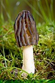 Morel (Mitrophora semilibera) mushroom