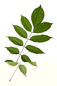 Wisteria sinensis leaves