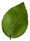Viburnum carlesii leaf