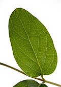 Honeysuckle (Lonicera sp.) leaf